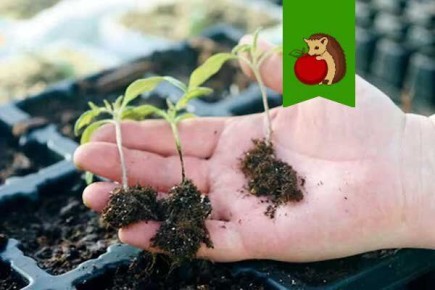 �������� ������ ����� � �������: ��� ������������� � ������