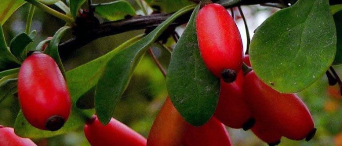 Почему барбарис станет украшением вашего сада