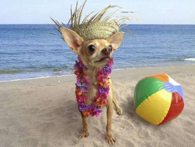 ��� �������� ��������� ������ � ��������: ������ � ������������