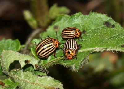 �������, ������� ������� ������ �� ����������� �����