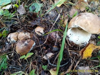 ��� ����������� ������� ������: ������ � �������