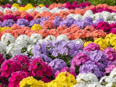 Новый взгляд на флокс Друммонда: выносливость и яркость до заморозков