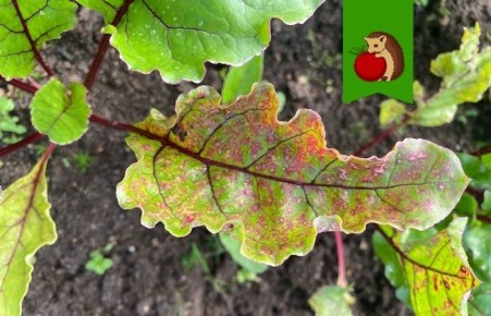 ������ ������ ������ �������� � ��� �������� �� ����?