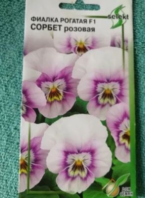 Цветение многолетней фиалки: неожиданные результаты ухода за семенами