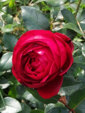 Когда стоит обрезать розы осенью: важные рекомендации