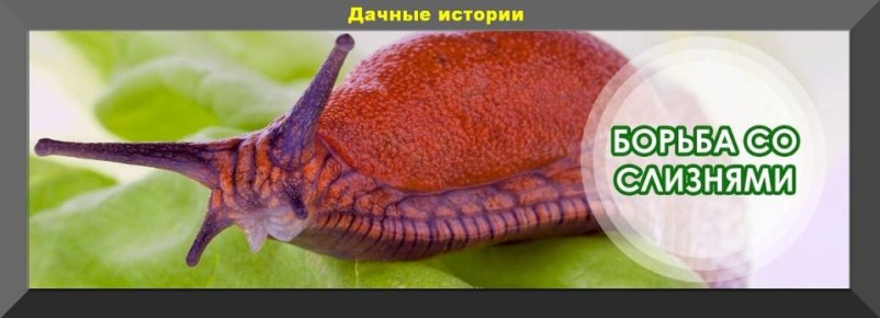 ��� ���������� �������� �� �������� �� ����� �������: ���� �������� �������