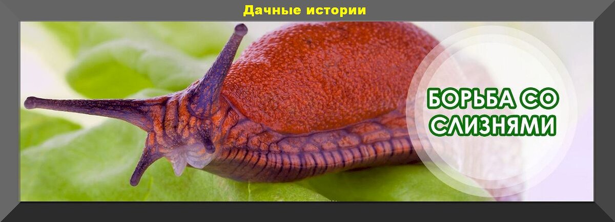 Как эффективно бороться со слизнями на вашем участке: пять надежных методов