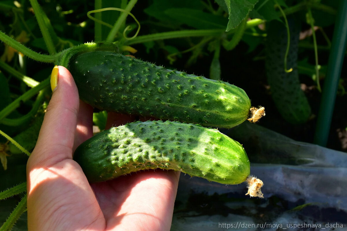 Сорта огурцов, которые удостоились рекомендаций от подписчиков