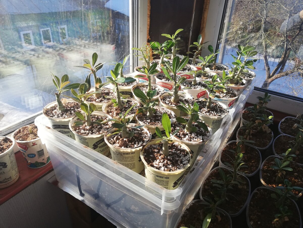 Как фитильный полив помогает адениумам расти и развиваться без лишних хлопот