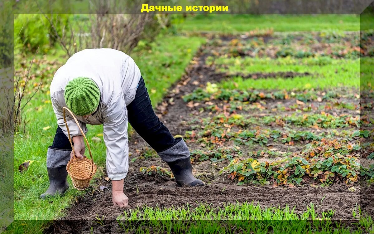 Сентябрьские заботы: основные работы на участке, которые нельзя пропустить