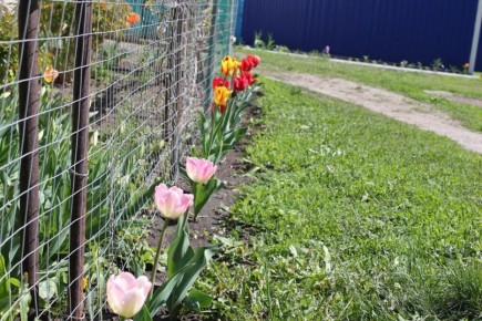 ��� ��������� �������� �������� ������ ��� ������ ��������