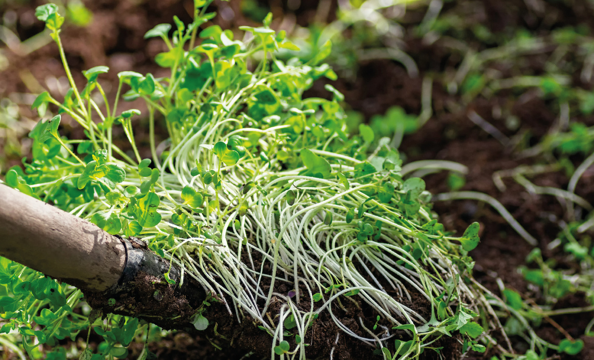 Как правильно ухаживать за сидератами: закапывать или оставлять под снегом?