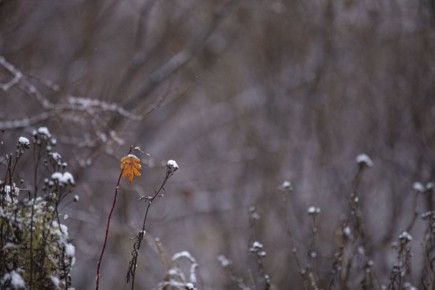 В НАО вторник будет ветреным с мокрым снегом и дождем