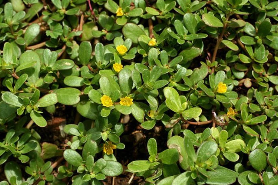 Портулак огородный: забытая зелень с множеством преимуществ