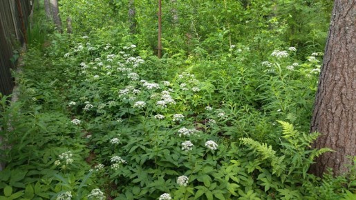 Сныть в цветочном искусстве: секреты создания уникальных букетов