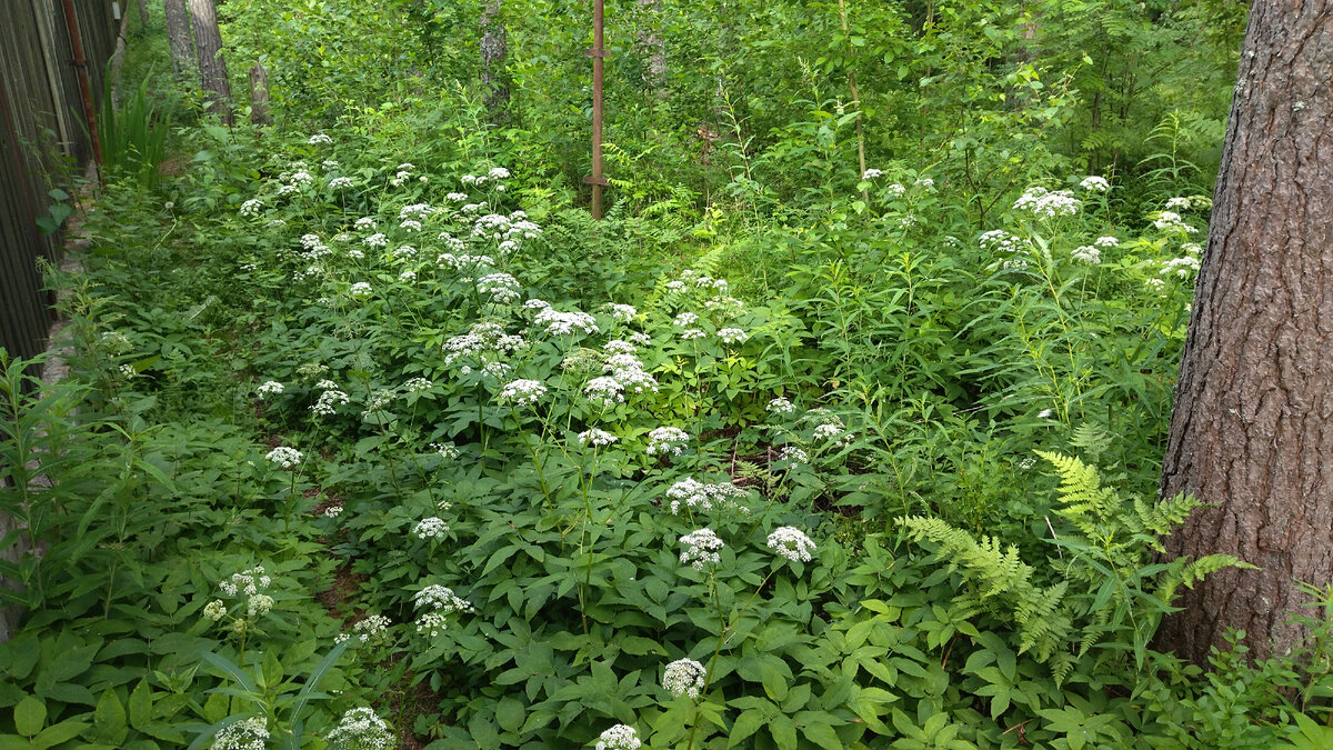 Сныть в цветочном искусстве: секреты создания уникальных букетов