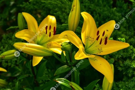 ��� ��������� ����������� ����� � ����: ������ �� ����� � �������