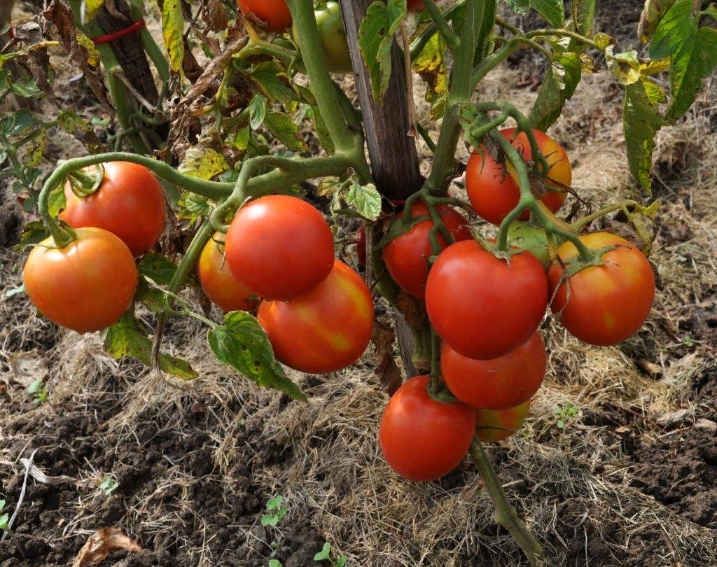 Урожай томатов: что влияет на богатый сбор и как избежать неудач