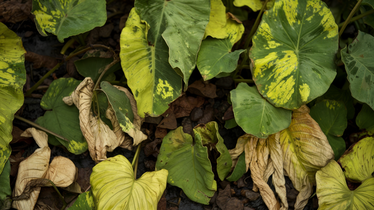 Спасение огуречного урожая: простой и недорогой рецепт против пожелтения завязей