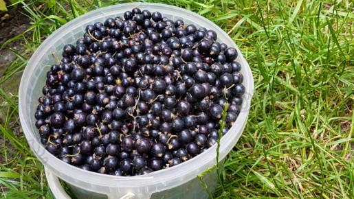 Как снизить уровень мочевой кислоты и улучшить здоровье суставов