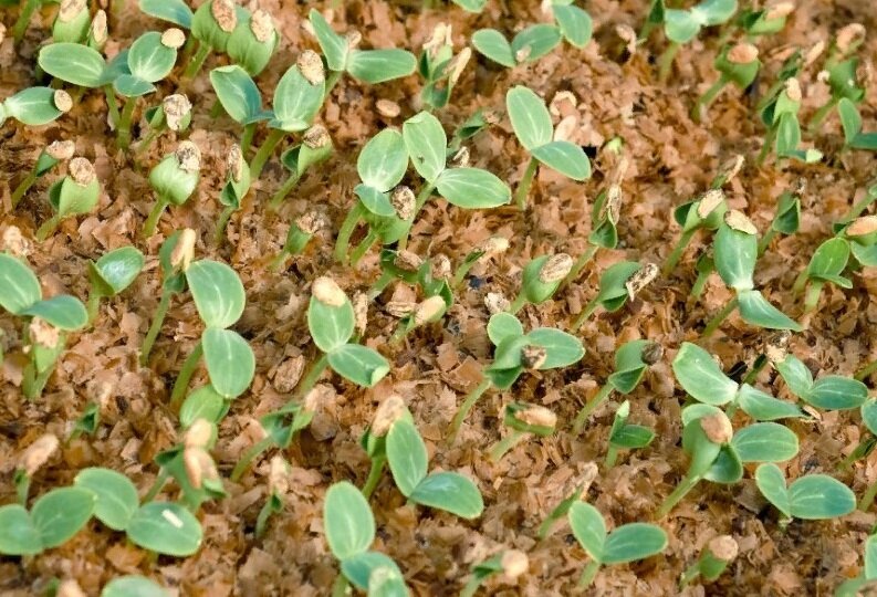 Эффективный метод выращивания рассады огурцов в горячих опилках