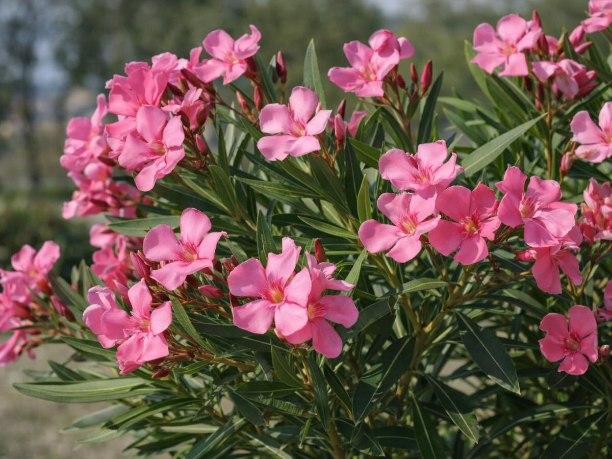 Олеандр: как вырастить этот экзотичный кустарник и наслаждаться цветением