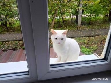 Когда жареная картошка становится утешением в серые дни