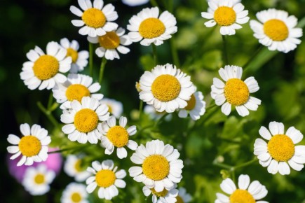 Разноцветные ромашки: откройте мир пиретрумов для вашего сада