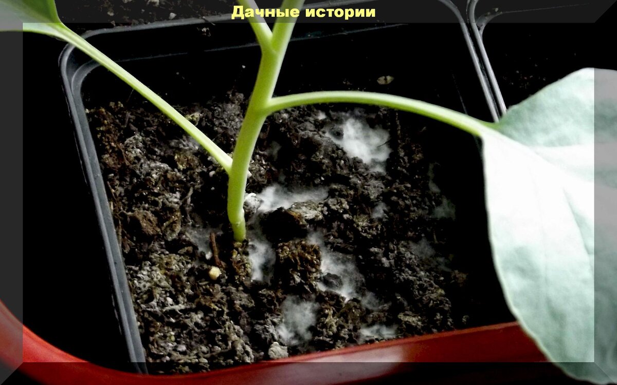Плесень на рассаде: как не испугаться и эффективно бороться