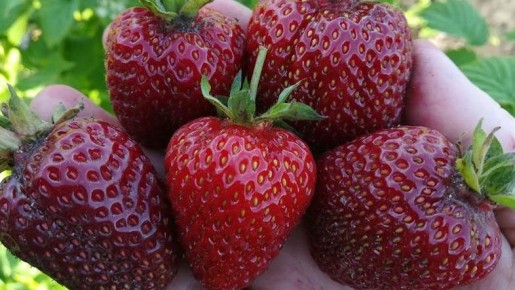 Невероятные старые сорта клубники, которые радуют урожаем больше 5 лет