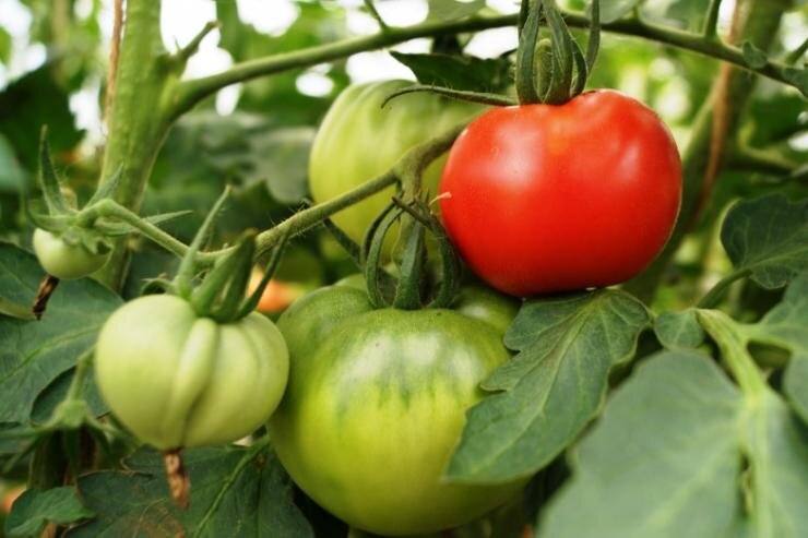 Как защитить томаты от фитофтороза: советы и рекомендации