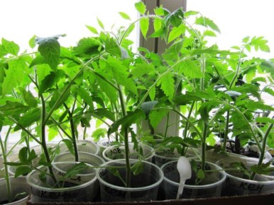 Креативные идеи для ёмкостей для рассады из подручных материалов