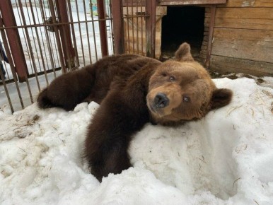 � �������� ����������� ��������� ����� ������� ������