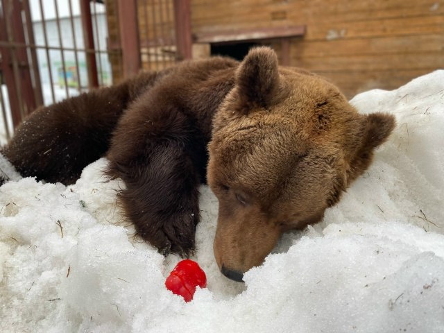 В Ненецком заповеднике проснулся бурый медведь Михаил В Ненецком заповеднике проснулся бурый медведь Михаил