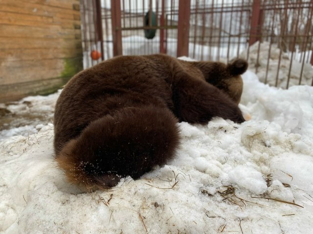 В Ненецком заповеднике проснулся бурый медведь Михаил В Ненецком заповеднике проснулся бурый медведь Михаил