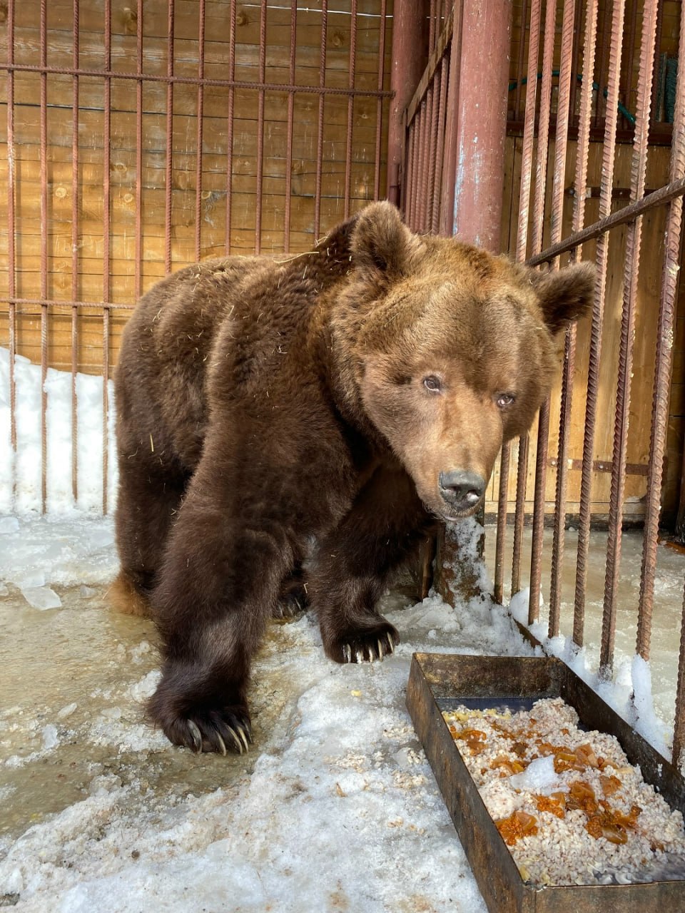 В Ненецком заповеднике проснулся бурый медведь Михаил В Ненецком заповеднике проснулся бурый медведь Михаил