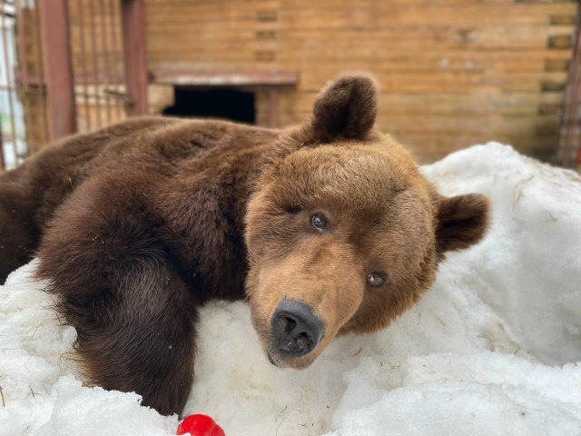 В Ненецком заповеднике проснулся бурый медведь Михаил В Ненецком заповеднике проснулся бурый медведь Михаил