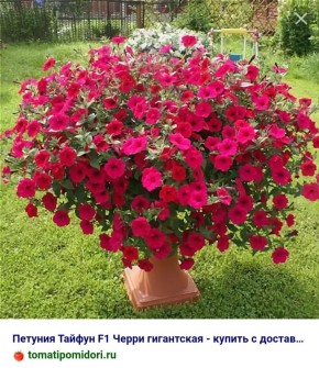 ���������� �������: ����� ����� � ����������� ���� ��� ������ ����