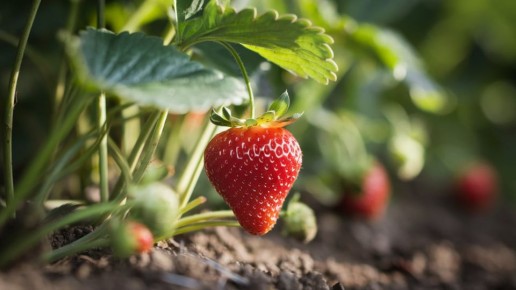 ������� �������������� ��������: ��� ����������� �������� � ���� � �������� ������� ������