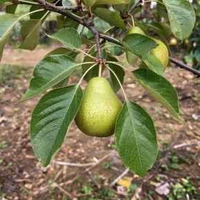 Как опавшие листья груши становятся кладезем для вашего сада