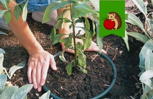 Как старое ведро может стать вашим верным помощником на даче