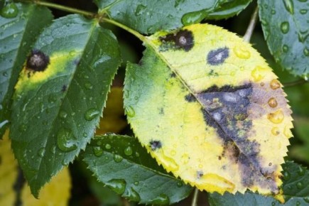 ׸���� ����������� ���: ��� ������� � ���������� ��� ������� �����������