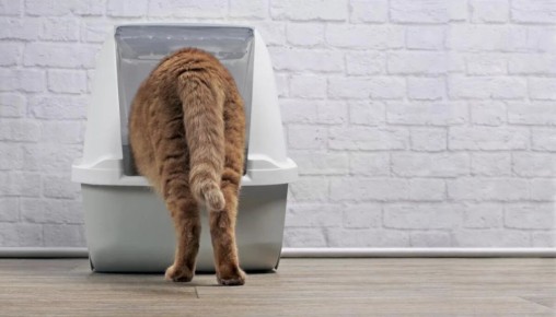 Как вернуть кошку к лотку: советы и рекомендации