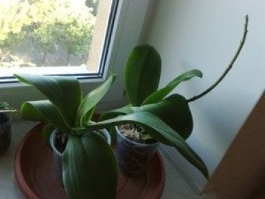 Почему орхидея не цветет: разбор причин и способы решения