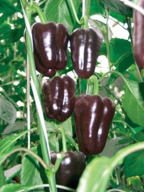 ����� ������: ����������� ������ � ���������� ������� ��� ����� �������