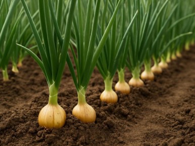 ����� �������� ���: ������ ��������� ��� ��������� ����� ������