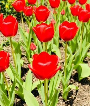 ������� ��������� ����������� ��������� � ����� ����