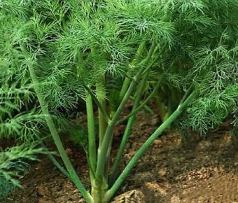 ��� ��������� ��������� �����: ��� ������� �������� � ����