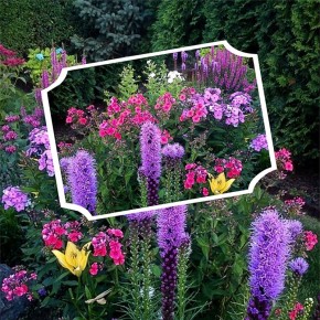 ������� ��������� ��������� �����