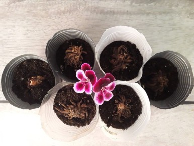 Почему горшечные ранункулюсы разочаровали? Узнайте три главные причины